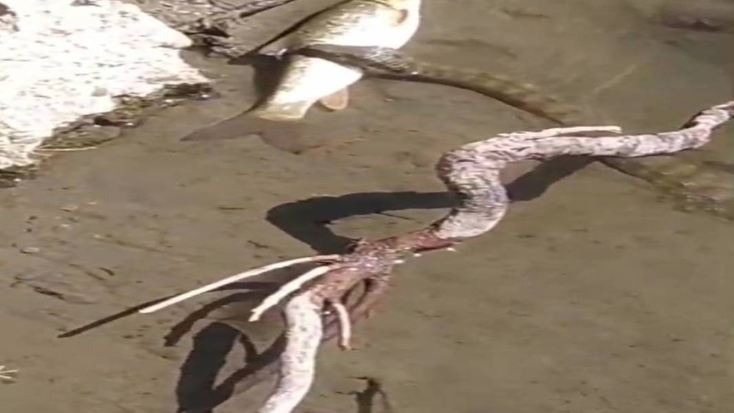 Batman'da ortaya çıkan yaratık dev avını tek hamlede götürdü! Uzmanlar bile bunu açıklayamıyor. Artık kontrol etmek imkansız 2